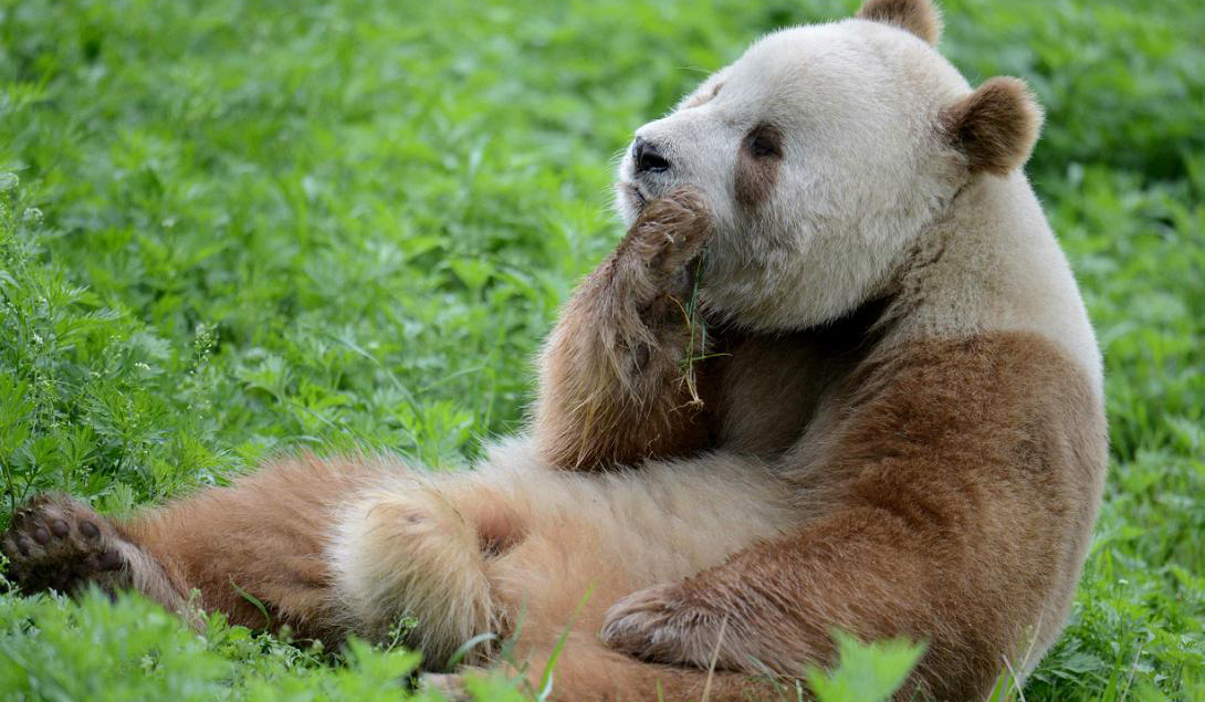 Mistério do panda marrom: estudo diz que ele tem um gene diferente