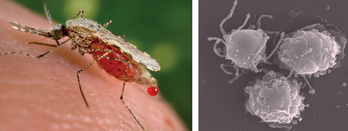 Fêmea de Anopheles stephensi, um dos transmissores da malária, e células dendríticas, cujo funcionamento está alterado na doença, vistas ao microscópio eletrônico