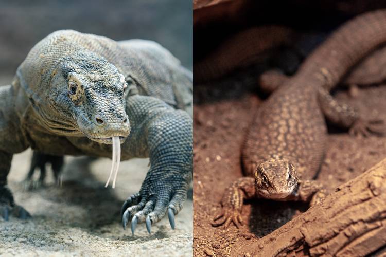 O dragão-de-komodo, à esquerda, é parente do pequeno lagarto-de-cauda-espinhosa