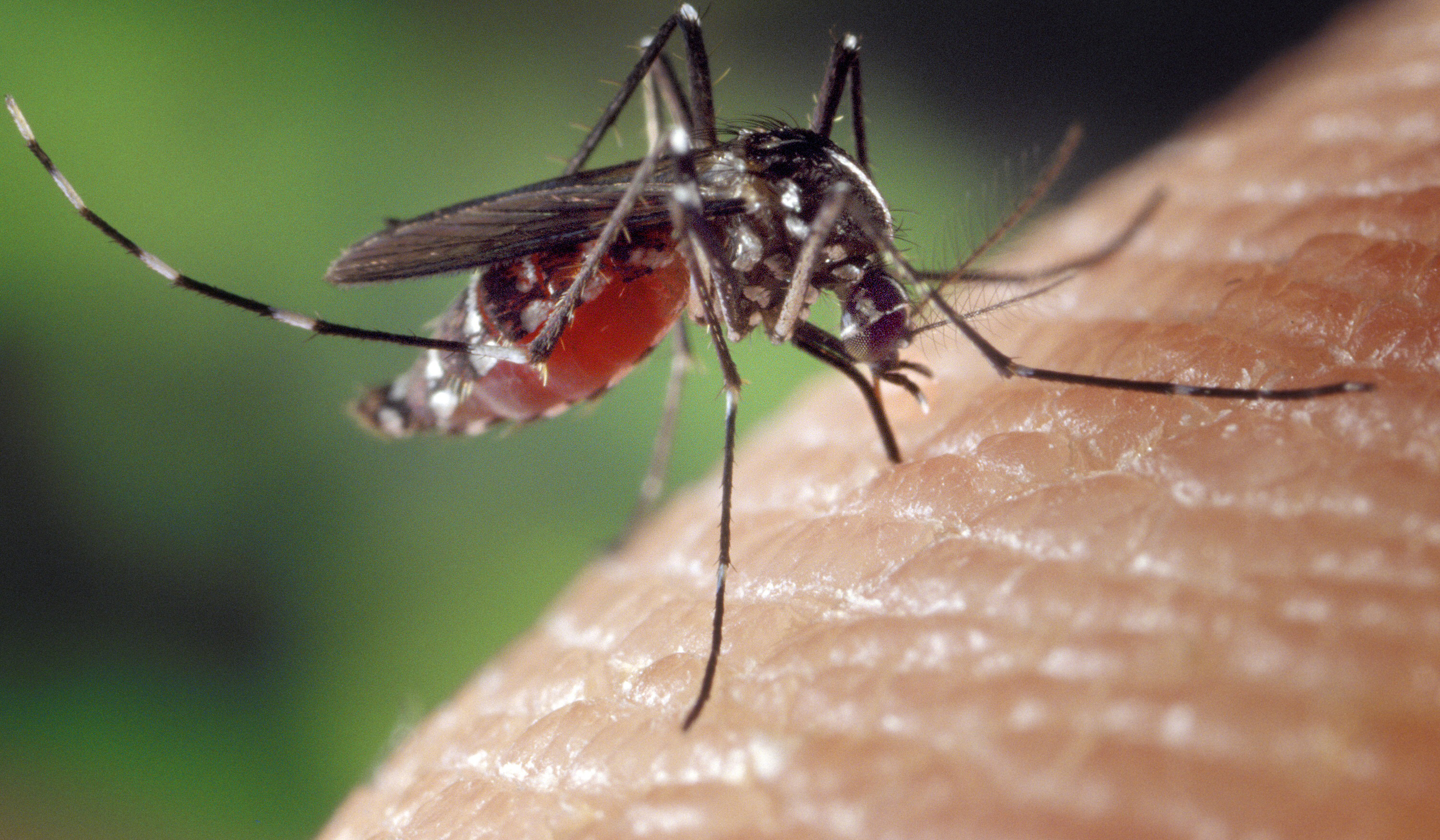 Que horas o mosquito da dengue costuma atacar?