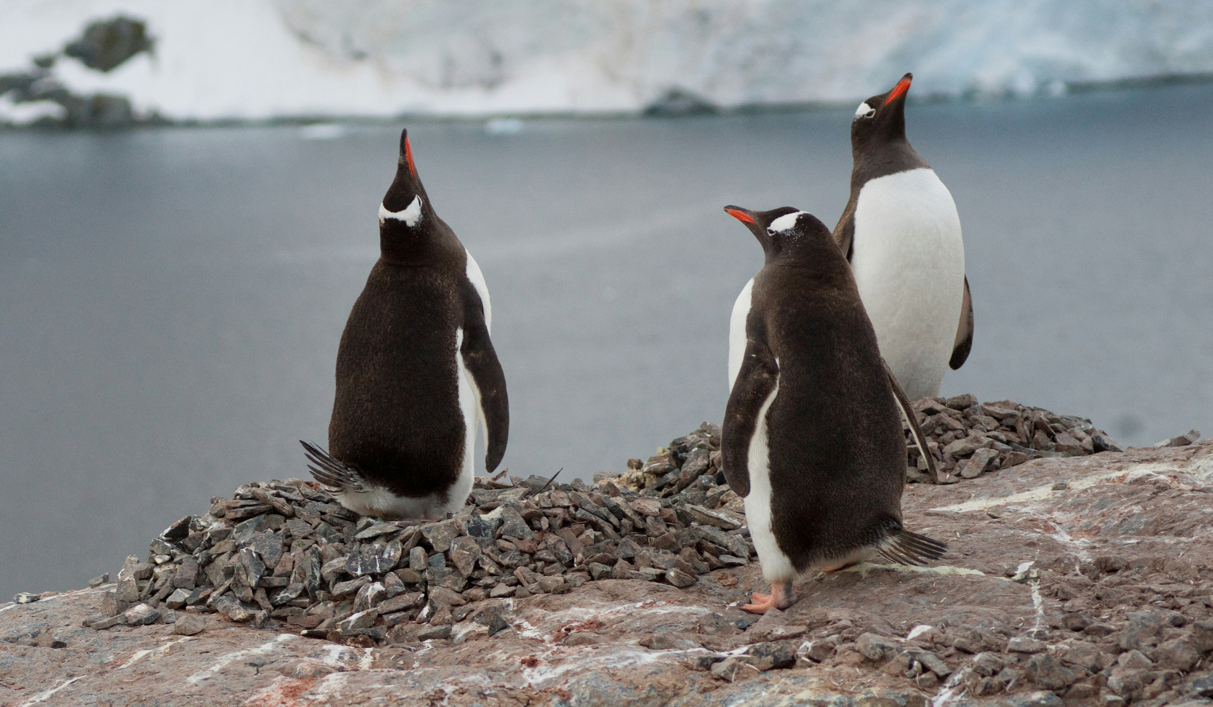 Gripe aviária atrapalha estudos sobre pinguins da Antártida