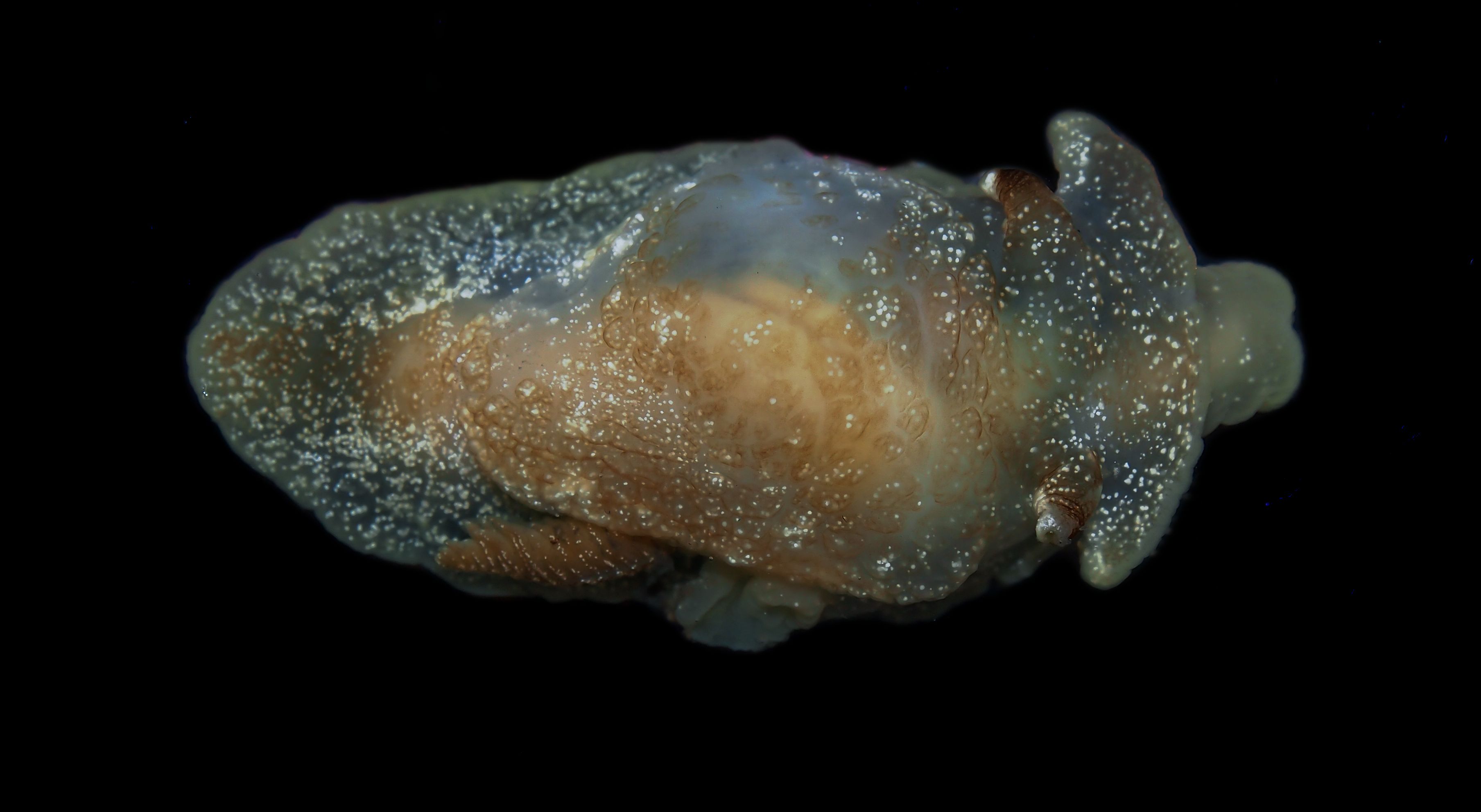 Researchers Discover Mysterious Sea Creature In United Kingdom;  see