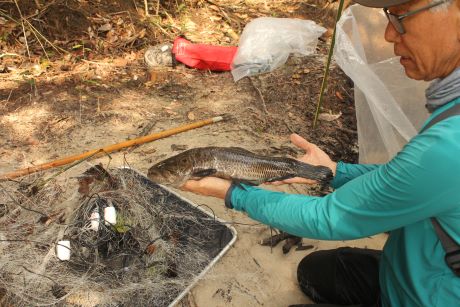 Em vez de poraquês nas redes, a equipe encontrou peixes de outros grupos que também se aproveitam das tocas na margem dos igarapés, como as traíras 