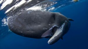 Baleias usam "bombas de cocô"