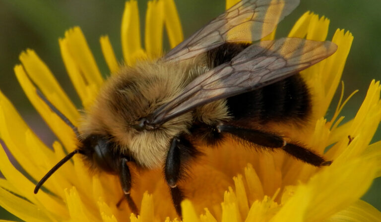 Cientistas descobrem abelha que sobrevive vários dias debaixo d’água