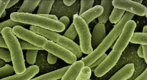 Bactérias USP