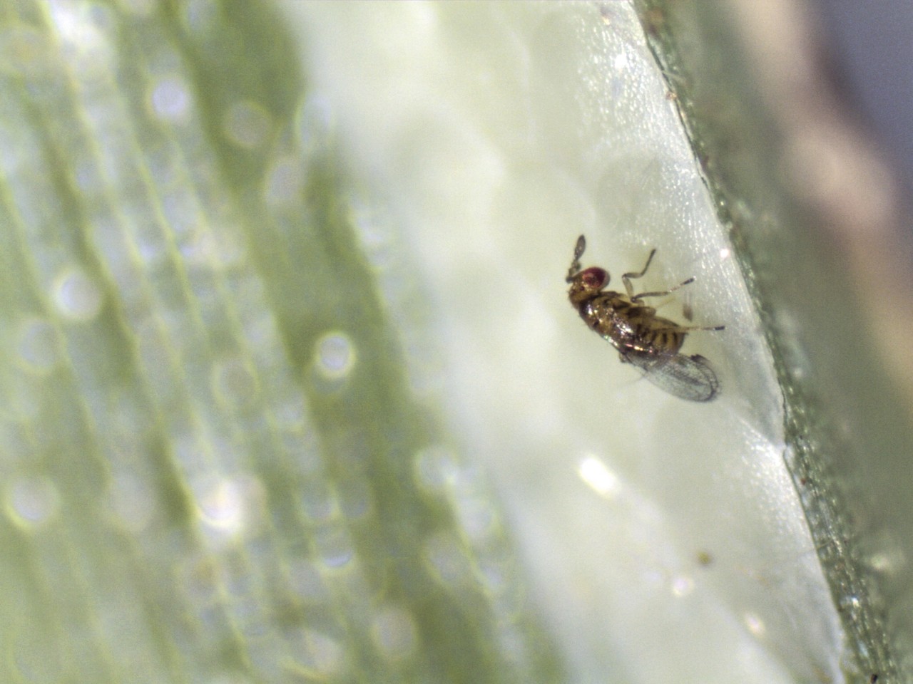 Registro de produtos para controle biológico de pragas ultrapassa o de agroquímicos no Brasil