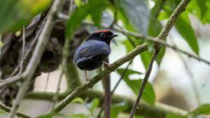 Espécie de ave presente na Colômbia e no Peru é registrada pela primeira vez na Amazônia brasileira