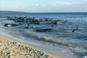 Australianos conseguem salvar 100 baleias encalhadas em praia