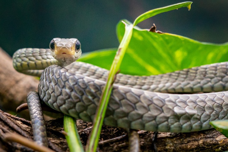 Conheça a cobra-cipó, a serpente que gosta de viver em árvores e arbustos