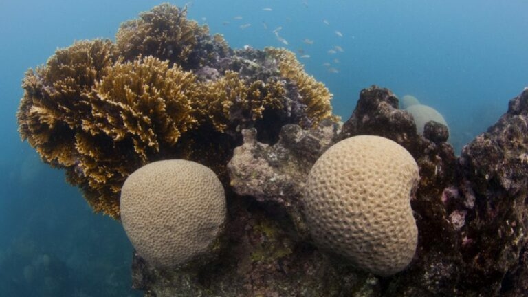 Aquecimento do oceano impacta distribuição de corais e ameaça espécies exclusivas da costa brasileira