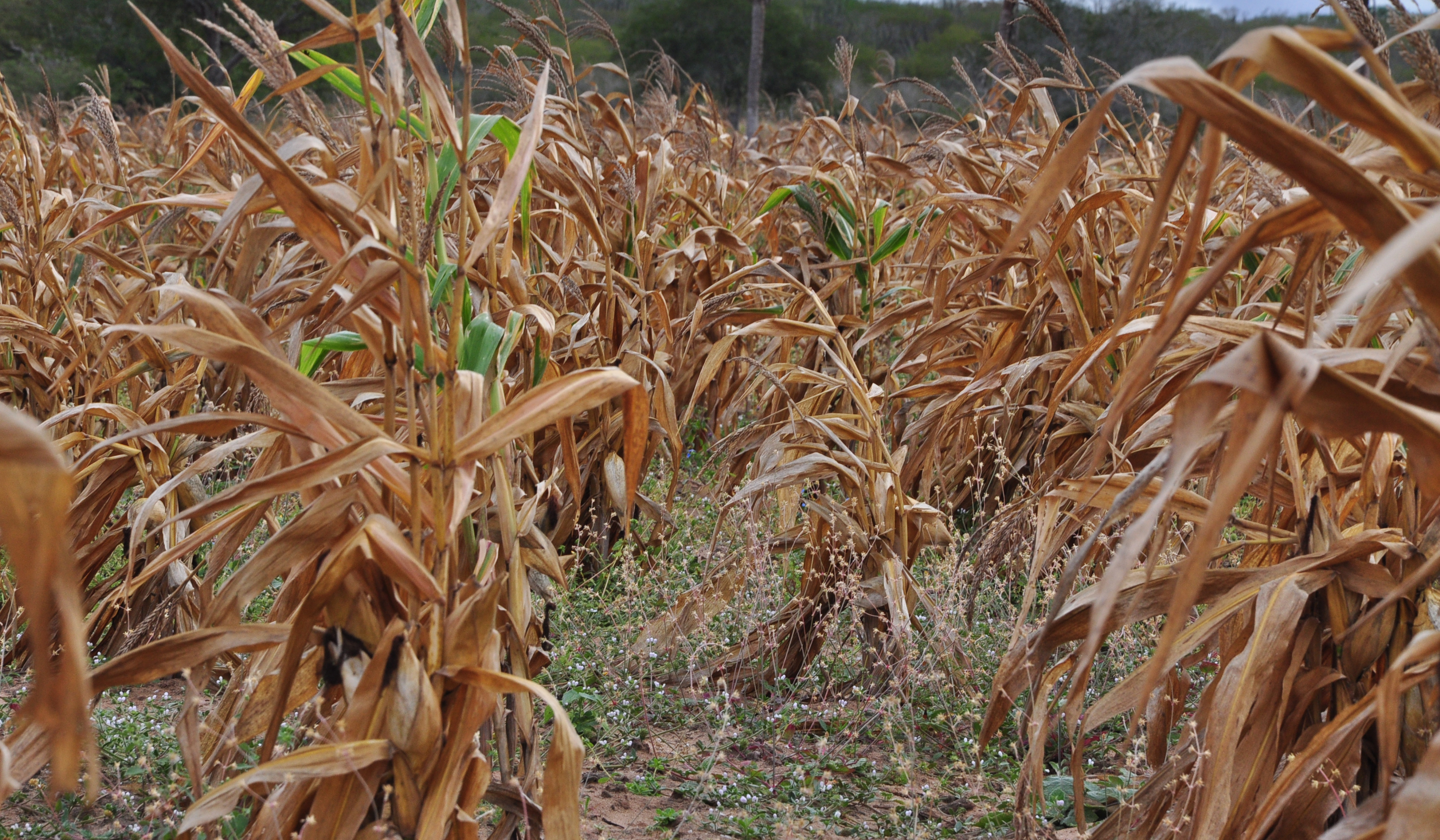 Crise climática gera a pior safra de soja e milho dos últimos 25 anos