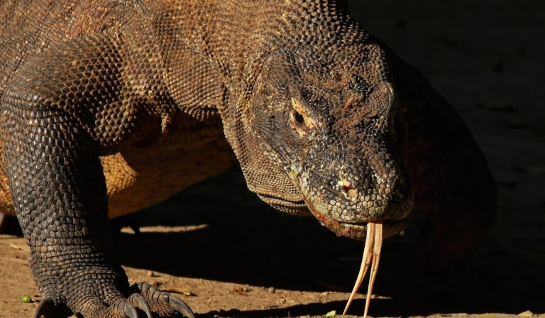 Dragão de Komodo não é mais um mistério para a ciência - mas poucos sabem