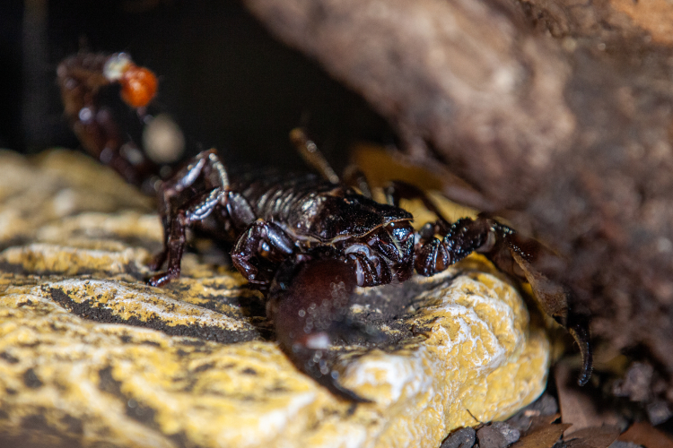 Escorpião imperador dócil Escorpião-imperador: um dos maiores escorpiões do mundo, ele tem temperamento dócil e veneno não letal para o ser humano