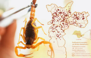 Pequenos e perigosos: atlas mapeia acidentes com escorpiões e ajuda na prevenção