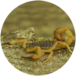 Tityus serrulatus (escorpião-amarelo)