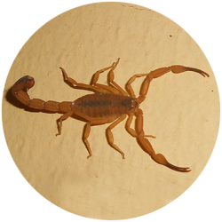 Tityus stigmuruse (escorpião-do-nordeste)