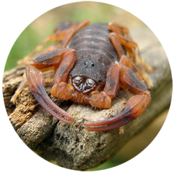 Tityus bahiensis (escorpião-marrom)