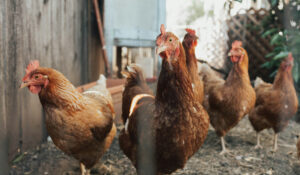 Descoberta a época da 1ª criação de galinhas para produção de ovos