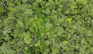 Garimpeiros peruanos estão replantando a Amazônia no país