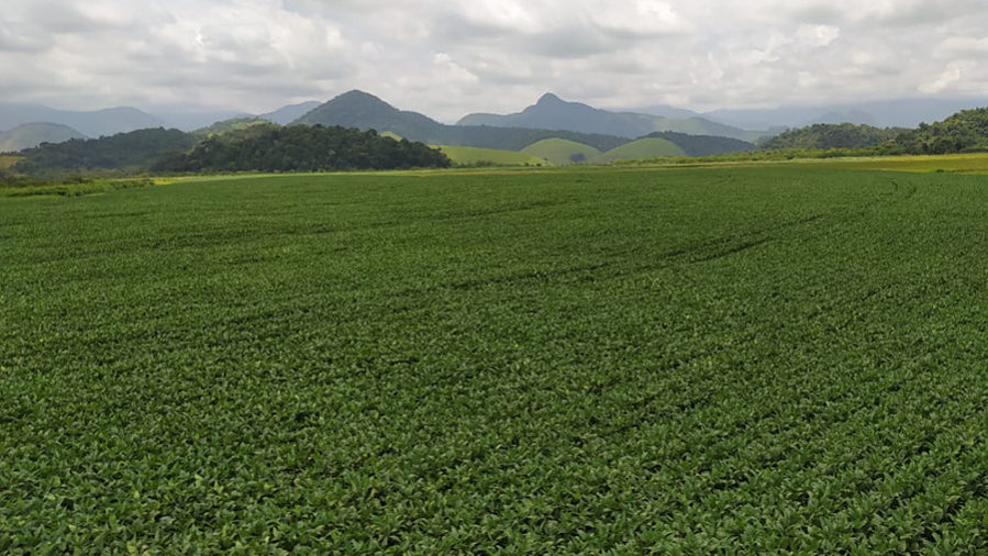 Degradação da Mata Atlântica pela agricultura chega a 93% em áreas do norte e noroeste do estado do RJ