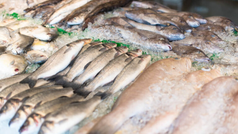 Para evitar exposição ao mercúrio, estudo sugere restrições no consumo de peixes como corvina e pescada amarela