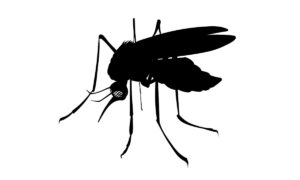 Descubra as diferenças entre o mosquito transmissor da dengue e o pernilongo, e o que atrai cada um