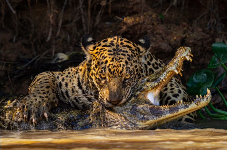 Onça atacando jacaré no Pantanal ganha Prêmio Sony de Fotografia