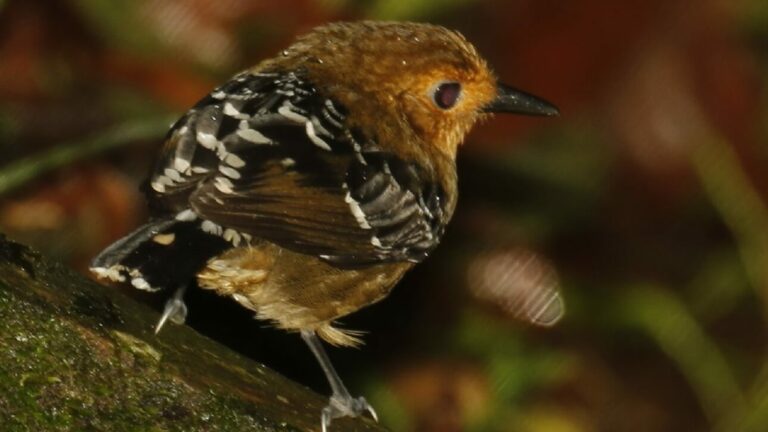 Mudanças climáticas reduziram diversidade genética de pássaros na Amazônia nos últimos 400 mil anos
