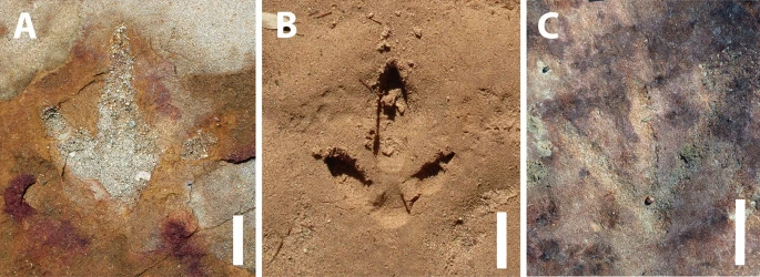 Há 9 mil anos, povos originários já sabiam de pegadas de dinossauros na Paraíba