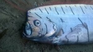 peixe-remo terremoto Taiwan Dois peixes-remos foram encontrados na Ásia antes do terremoto em Taiwan