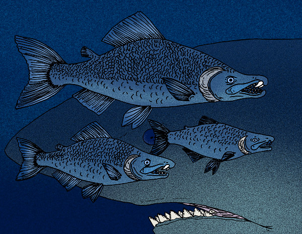 Peixe gigante: salmão extinto tinha presas como as de um javali