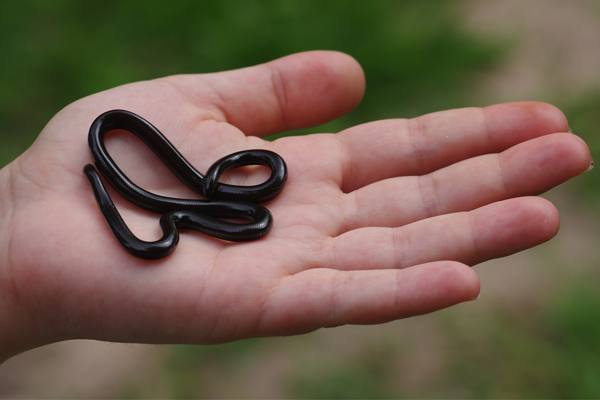 Esta é: a serpente Liotyphlops ternetzii é subterrânea e se alimenta de larvas de formigas e cupinsGuarino Colli / UnB
