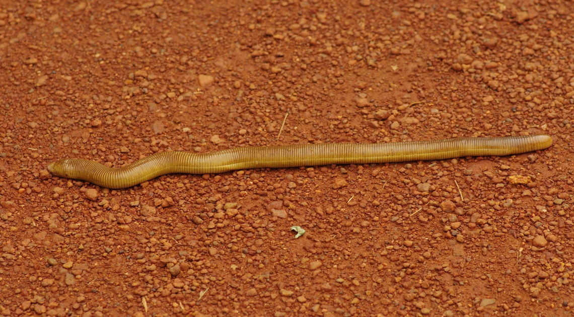 Também não é serpente: cobra-de-duas-cabeças (Amphisbaena alba) é um tipo de réptil que não produziu grande diversidade de espécies