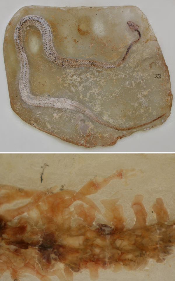 Fóssil de Haasiophis terrasanctus: ancestral das serpentes tinha minúsculas pernas traseiras (embaixo)