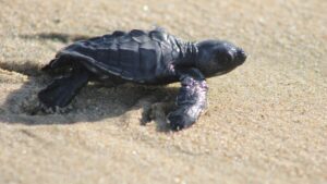 Estudo de brasileiros e angolanos constata morte de maioria das tartarugas capturadas na costa de Angola