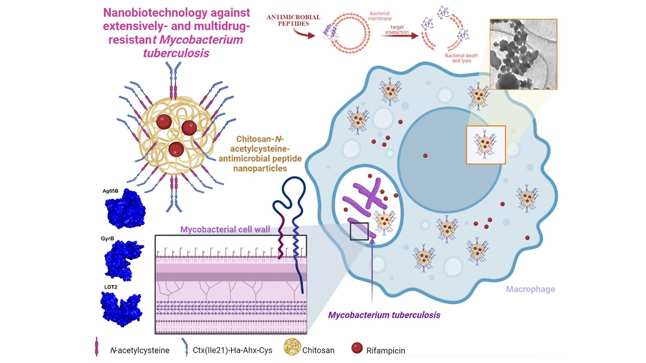 Estudo analisou a atividade de nanopartículas feitas de N-acetilcisteína e quitosana funcionalizadas com peptídeos antimicrobianos (imagem: Cesar Augusto Roque-Borda/biorender.com)