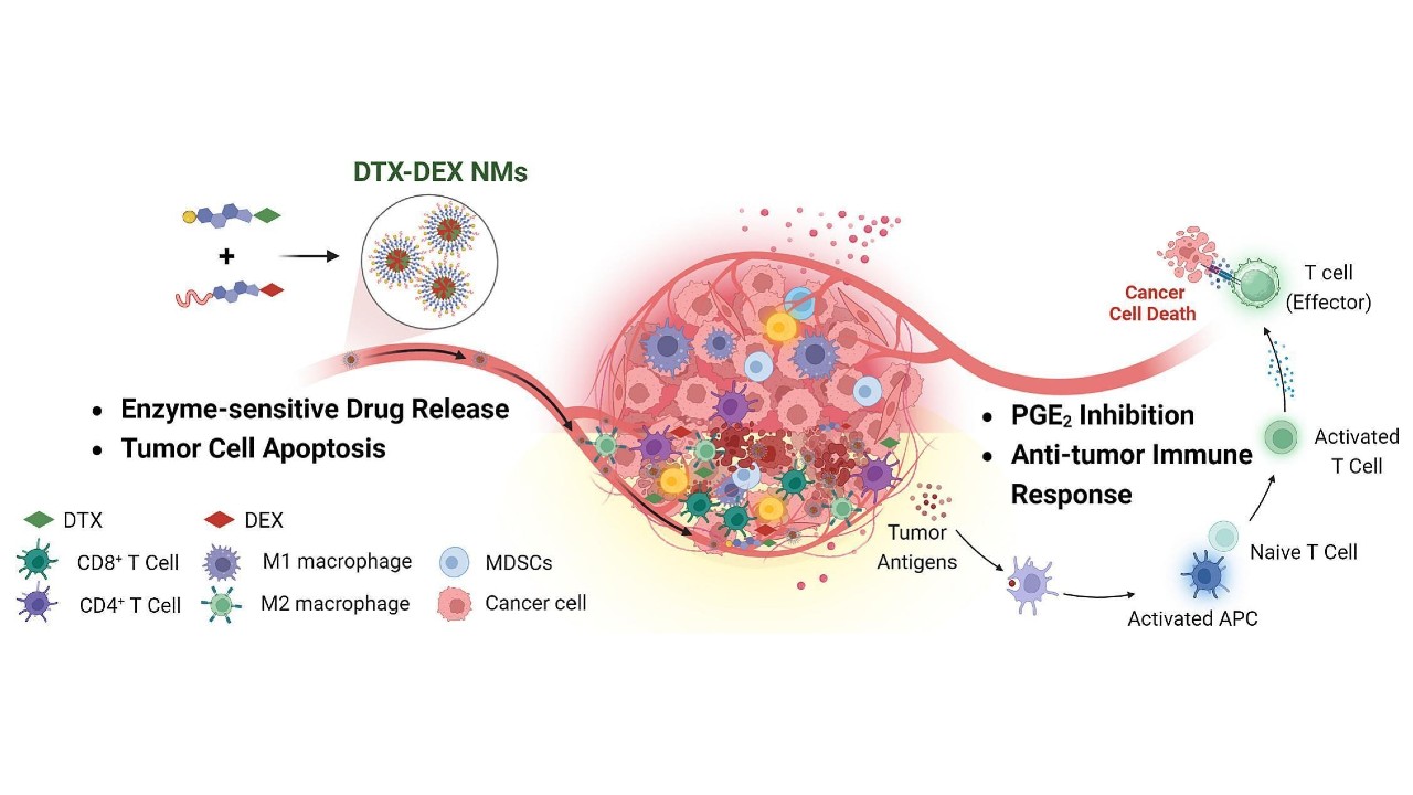 As nanomicelas quiméricas são compostas por fosfolipídios (NMs), docetaxel (DTX), substância usada para matar as células tumorais, e o anti-inflamatório dexametasona (DEX)
