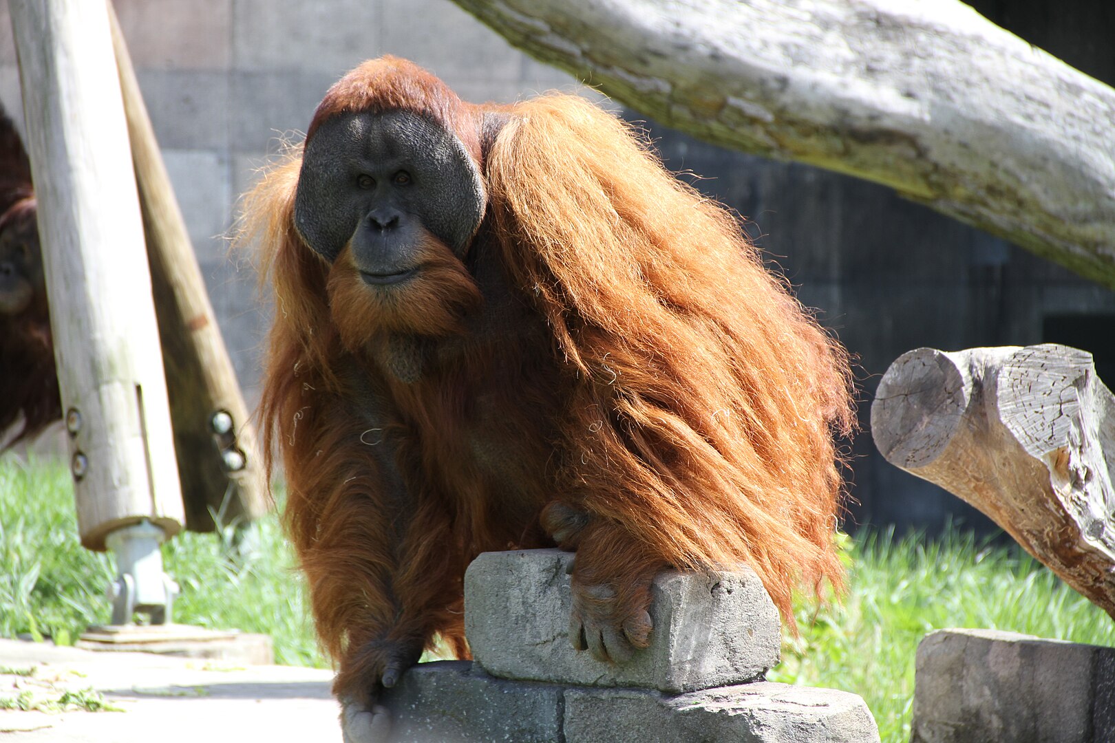 Orangotango