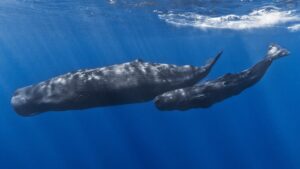 Cientistas estão usando IA para tentar decifrar conversa de baleias