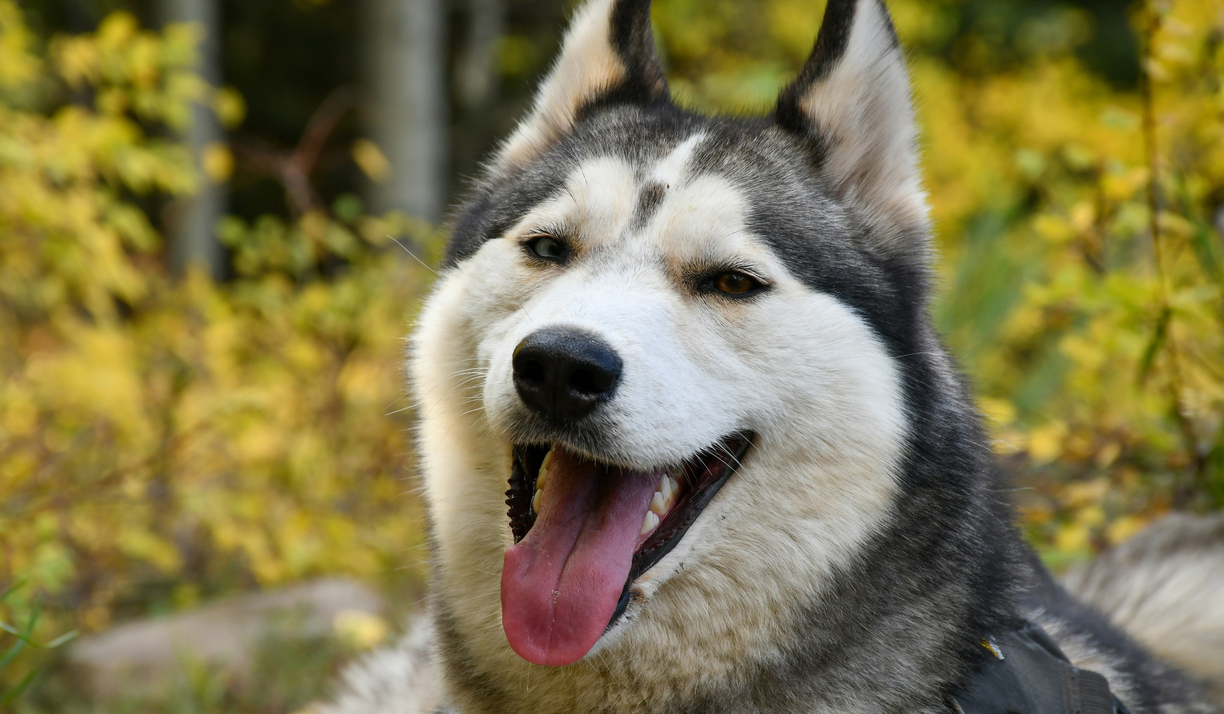 Qual a idade ideal para se castrar um cachorro? Veja o que diz a ciência