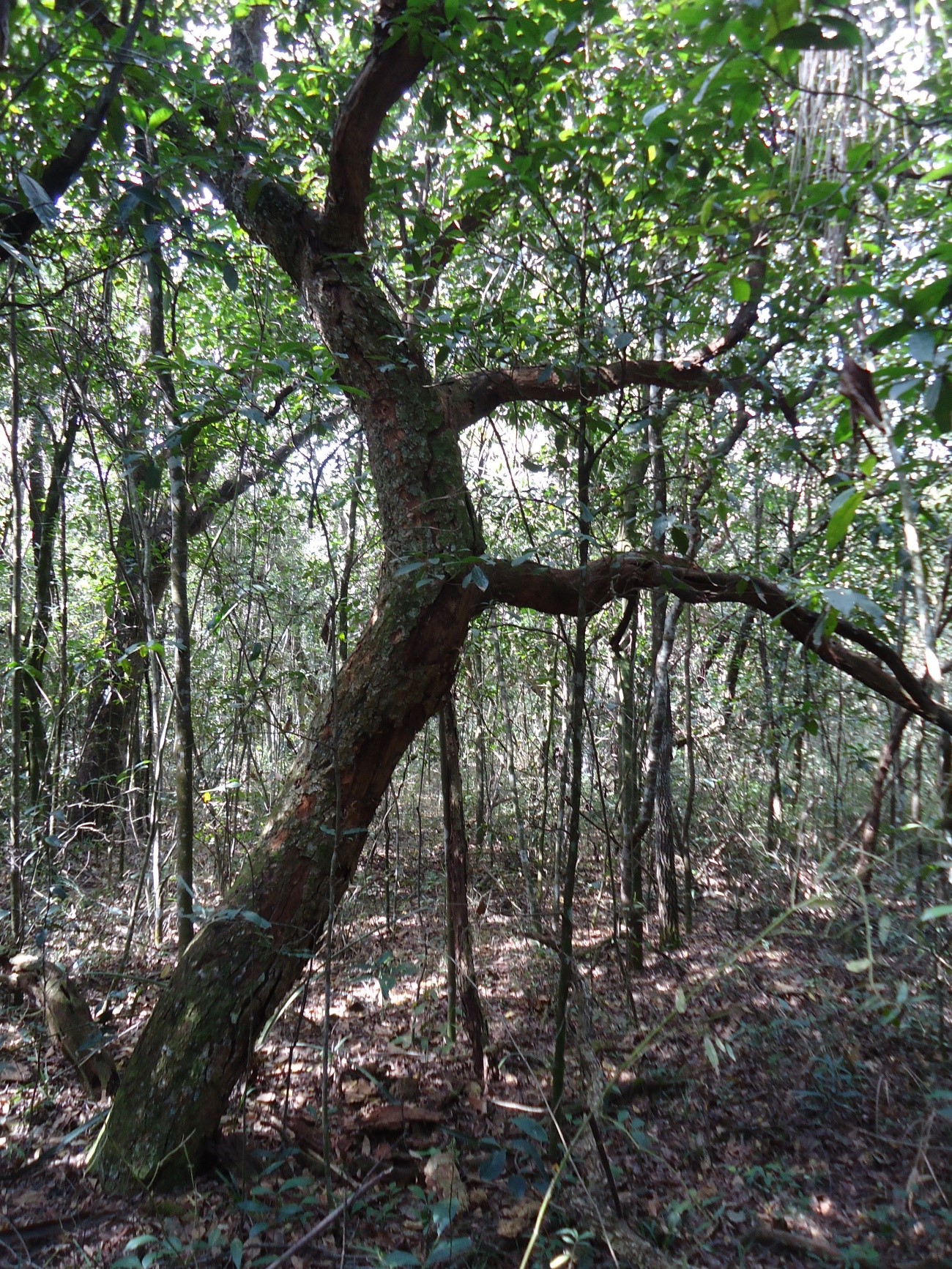  Árvore típica do Cerrado oprimida pelo dossel do cerradão (foto: Giselda Durigan/Unicamp)