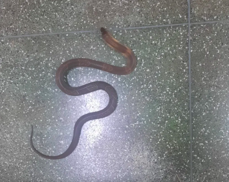 Cobra naja desaparecida do Butantan pode ter sido sequestrada