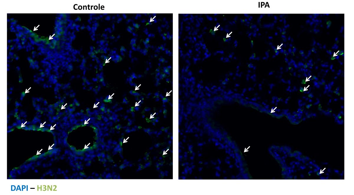 Em imagem obtida por técnica de imunofluorescência, setas indicam presença de vírus influenza H3N2 (em verde) no pulmão de camundongos. À esquerda, animal que não recebeu suplementação de IPA. À dir., quantidade de vírus reduzida após tratamento com a molécula (imagens: Heumel, S. et al., 2024)