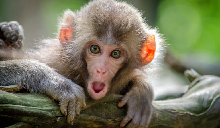 Em estudo, macacos reproduzem batidas de Backstreet Boys e Barry White