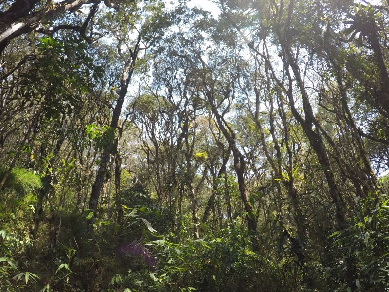  Remanescente em floresta ombrófila na região da Cantareira. Florestas primárias como essa prestam muitos serviços ambientais e são priorizadas para conservação