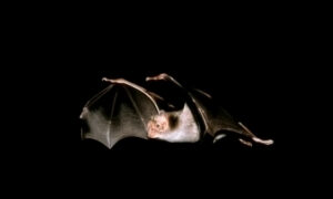Vigilância em morcegos da Mata Atlântica vai monitorar vírus que podem ameaçar saúde humana