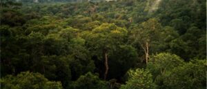 Amazônia pode estar perdendo sua capacidade de recuperação