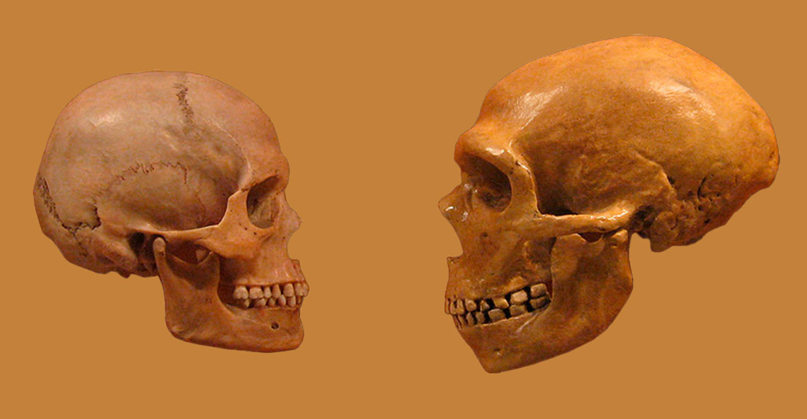 Crânio de humano moderno (à esq.) e neandertal (à dir): espécie extinta era mais robusta, possivelmente com cérebro maior