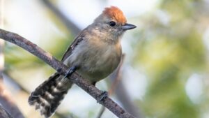 Nova espécie de ave da Caatinga é descoberta e tem origem em variações históricas do São Francisco